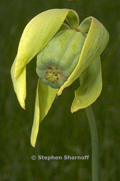 darlingtonia californica 12 graphic